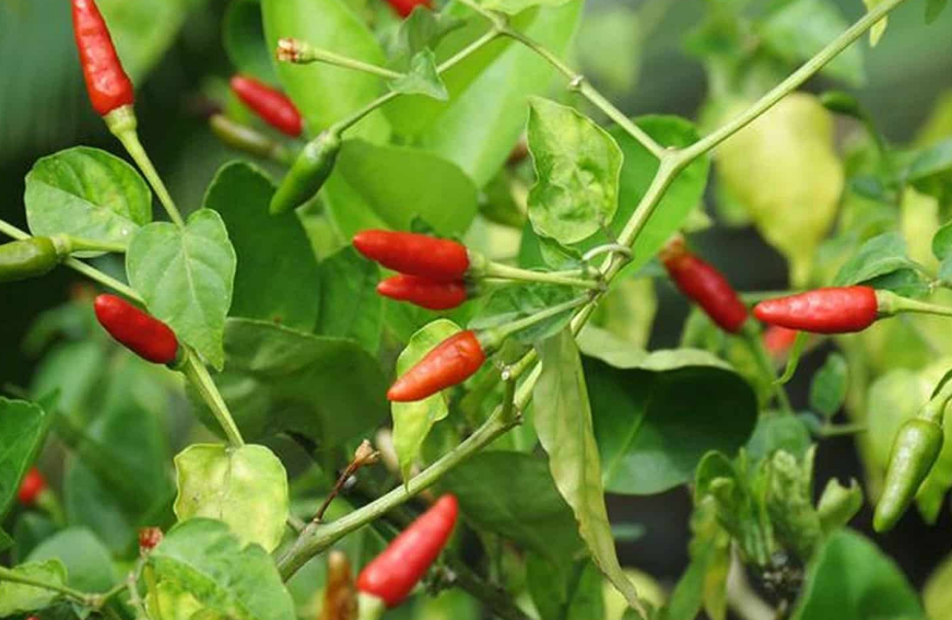 Siling labuyo is hotter than bird's eye chili